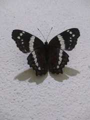 Anartia fatima