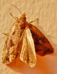 Endothenia nubilana