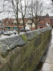 Chroicocephalus ridibundus