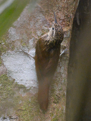 Xiphorhynchus fuscus