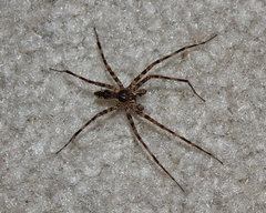 Dolomedes tenebrosus