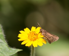 Ancyloxypha nitedula