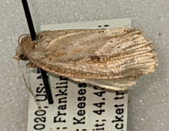 Photedes panatela