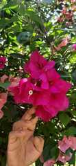 Bougainvillea