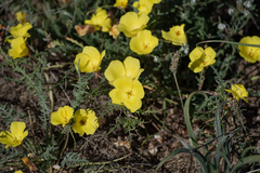 Eulobus sceptrostigma