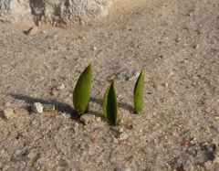Ophioglossum polyphyllum