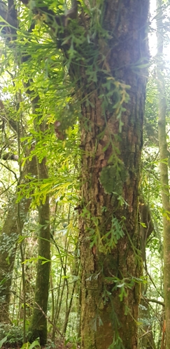 Asplenium mannii (Asplenium mannii)