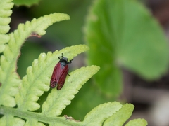 Mahanarva rubripennis