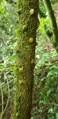 Zanthoxylum davyi