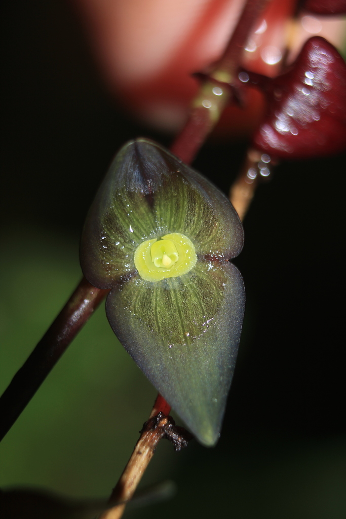 Stelis lankesteri