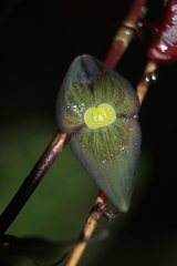 Stelis lankesteri