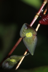 Stelis lankesteri