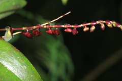 Stelis lankesteri