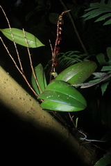 Stelis lankesteri