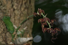 Catasetum cernuum