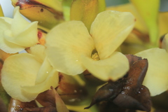 Racinaea riocreuxii
