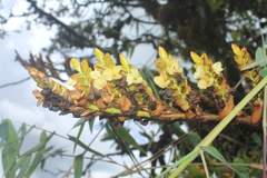 Racinaea riocreuxii