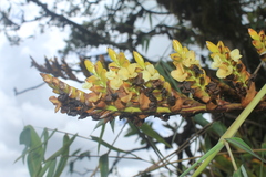 Racinaea riocreuxii