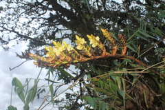 Racinaea riocreuxii