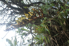Racinaea riocreuxii