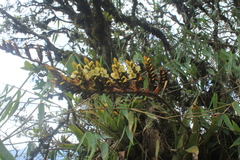 Racinaea riocreuxii