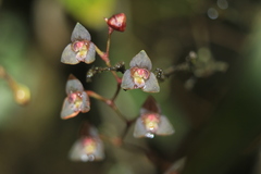 Stelis lentiginosa
