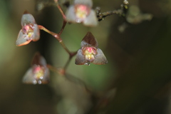 Stelis lentiginosa