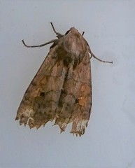 Eupsilia tristigmata
