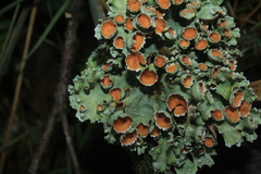 Lobariella