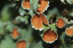 Lobariella