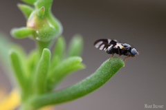 Sphaeniscus sexmaculatus
