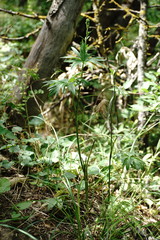 Delphinium macropogon