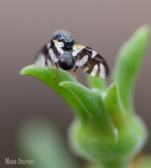 Sphaeniscus sexmaculatus