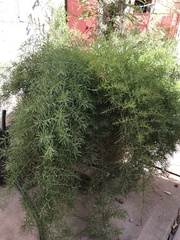 Angiospermae