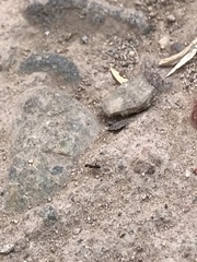 Formicidae
