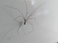Pholcus phalangioides
