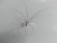 Pholcus phalangioides