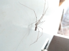 Pholcus phalangioides