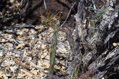 Cylindropuntia molesta