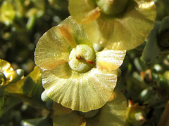 Salsoloideae