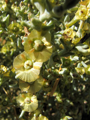 Salsoloideae