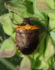 Cosmopepla uhleri