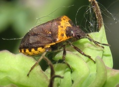 Cosmopepla uhleri