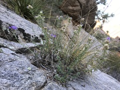 Monardella eremicola