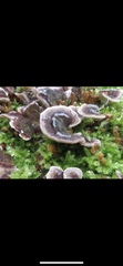 Trametes versicolor