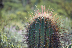 Ferocactus emoryi rectispinus