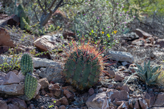 Ferocactus emoryi rectispinus
