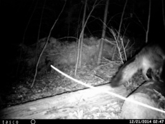 Urocyon cinereoargenteus cinereoargenteus