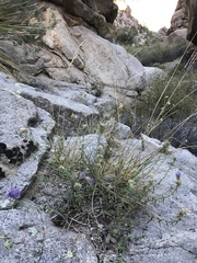 Monardella eremicola