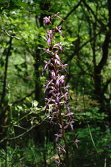 Himantoglossum formosum